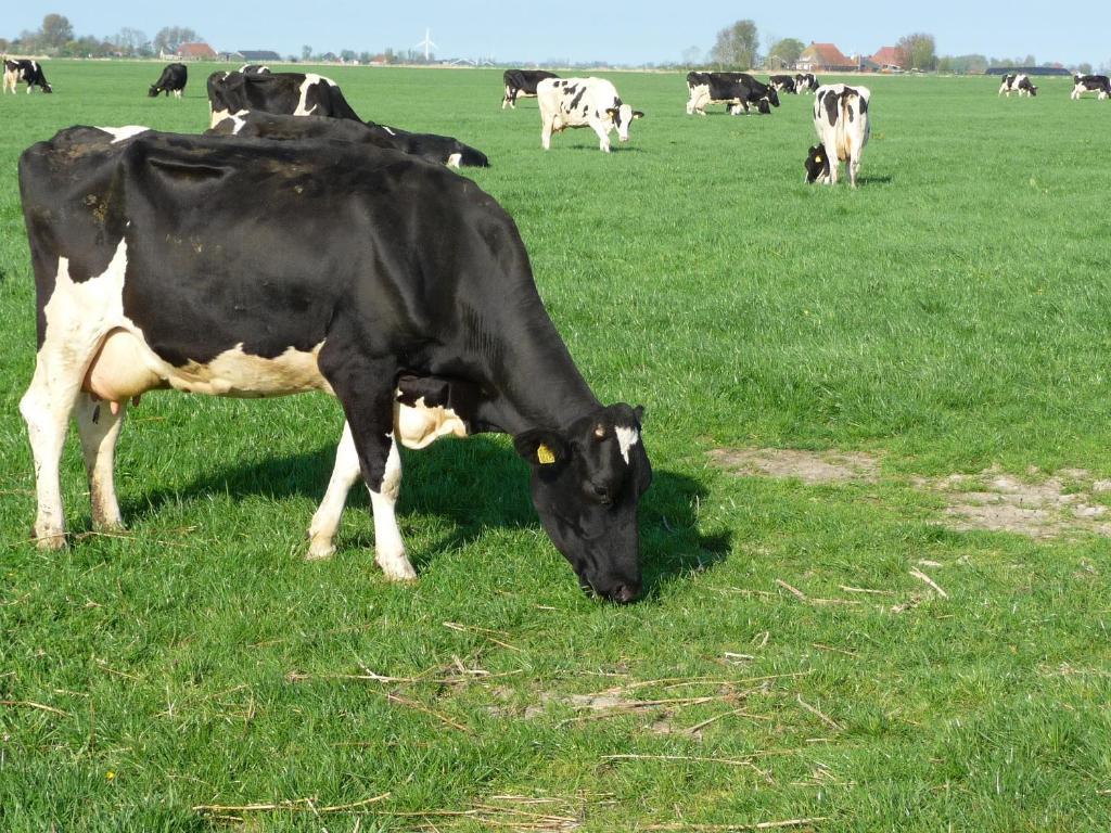 Gastenverblijf Bonga Stee Roodhuis Exterior foto